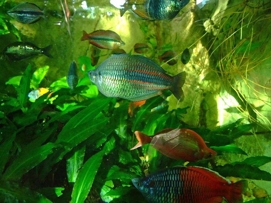 so viele bunte Fische
