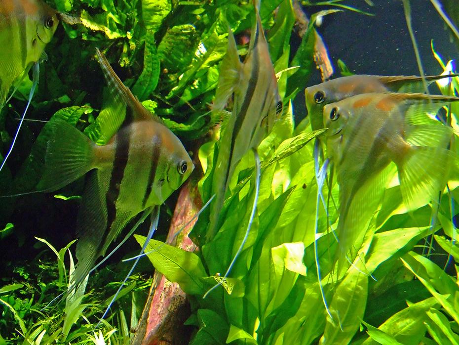 Fischsuchbild
