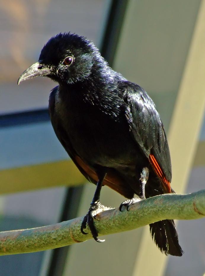 Vogel beim Betteln