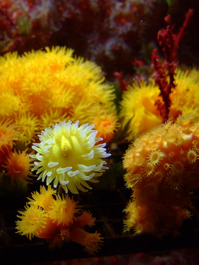 Anemonen wohin man blickt