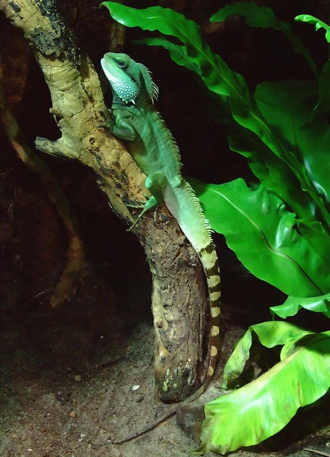 Leguan, ganz und garnicht gut getarnt.