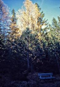 Baum in der Abendsonne