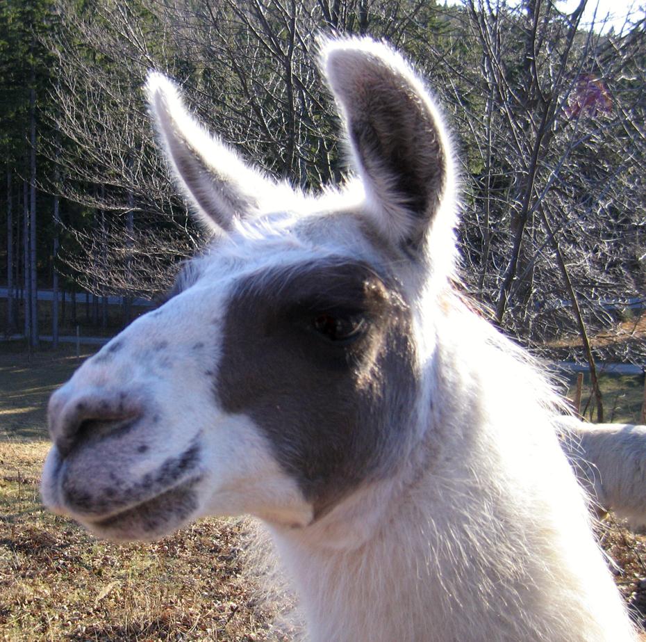 fast Winamp