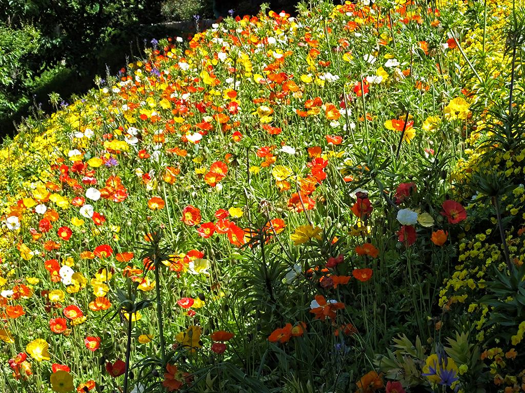 Schloß Trauttmansdorff, Blumenwiese