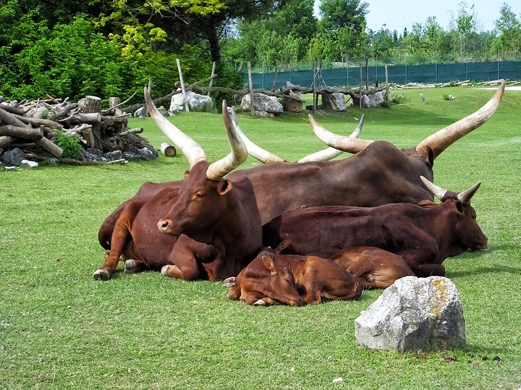 Gardasee, Safaripark