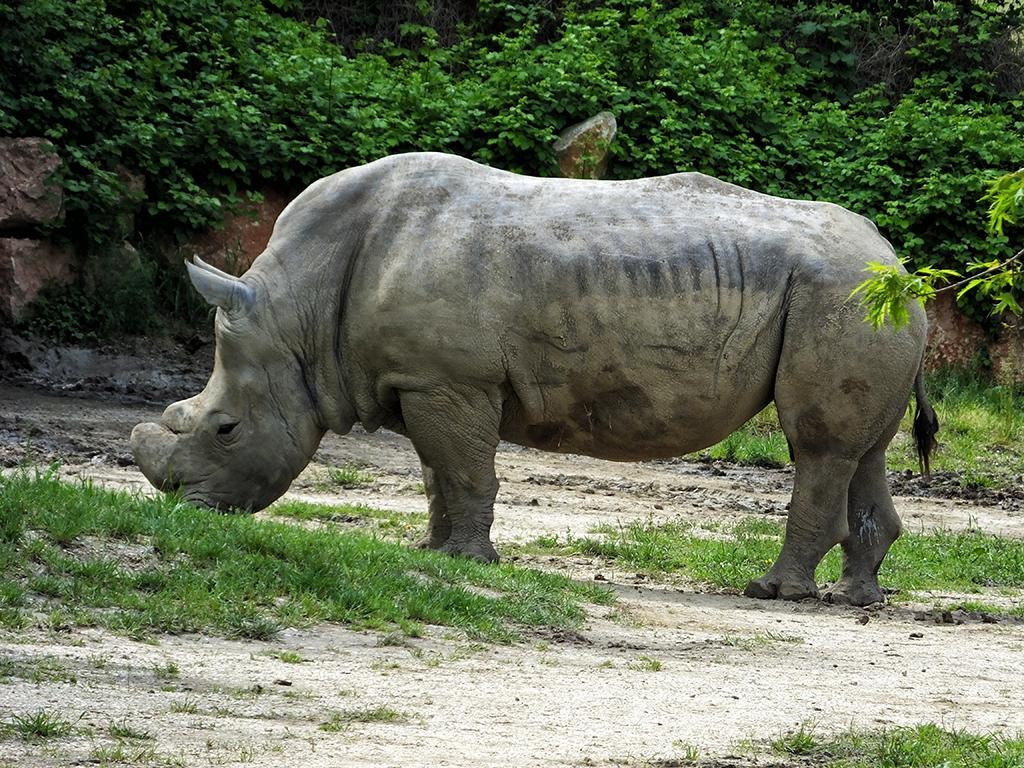 Gardasee, Safaripark