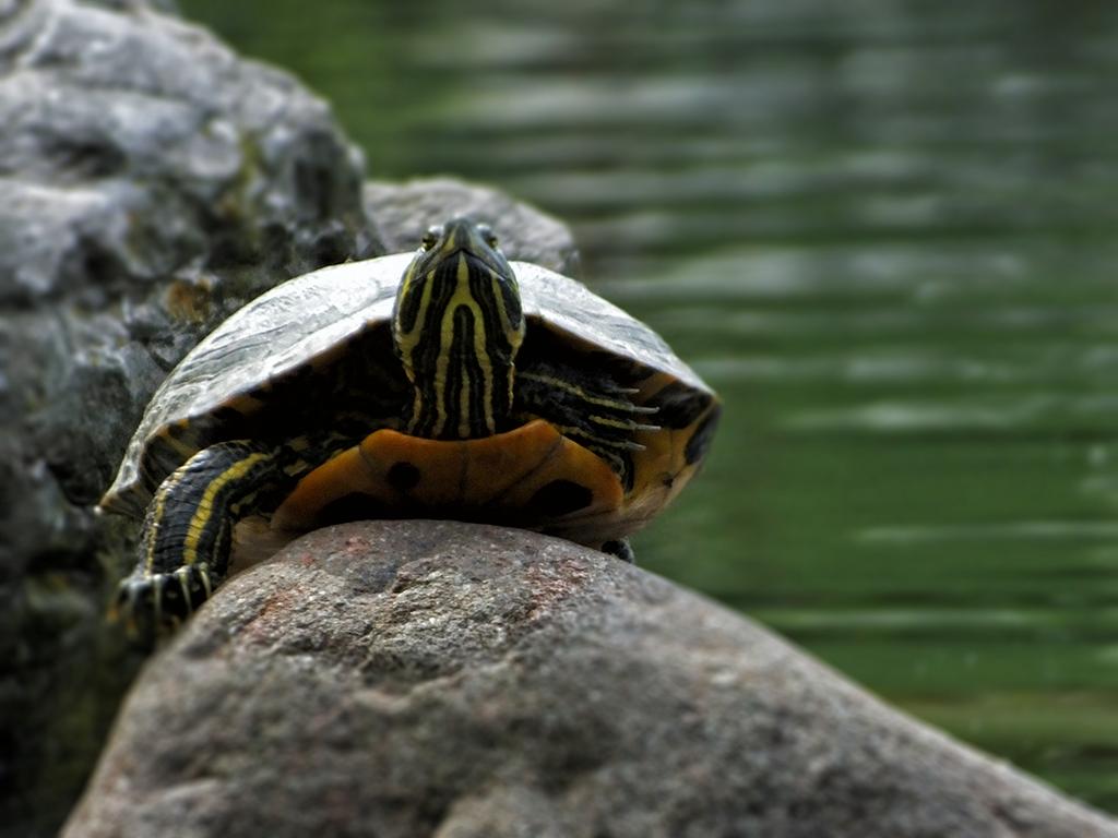 Gardasee, Safaripark