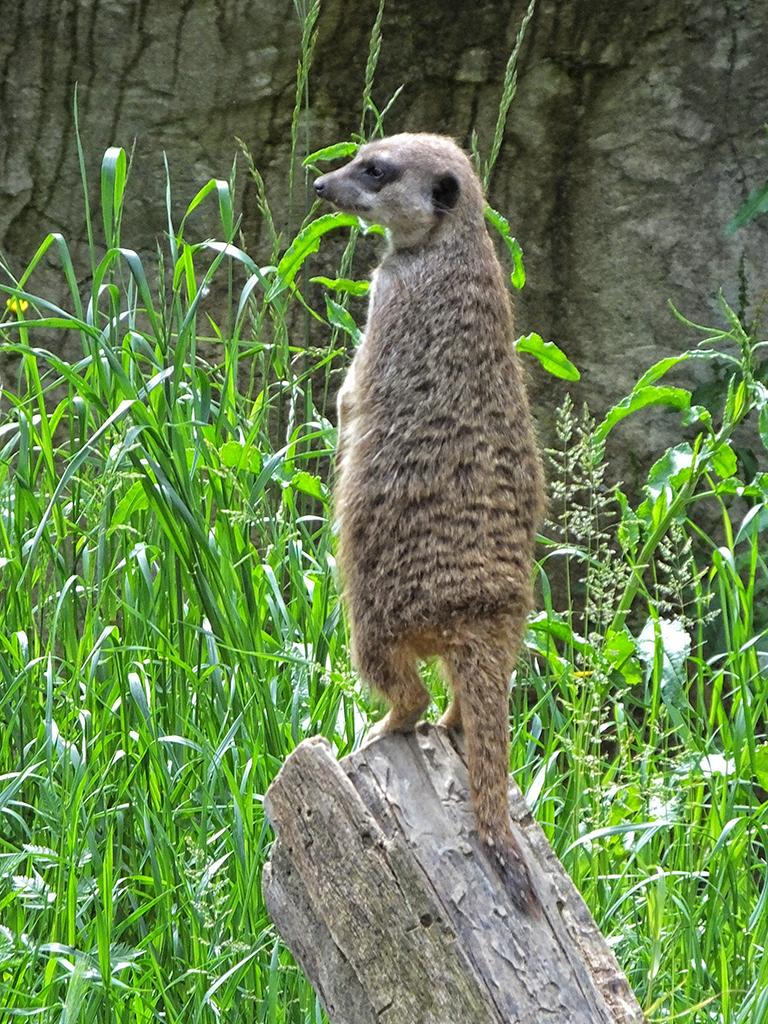 Gardasee, Safaripark