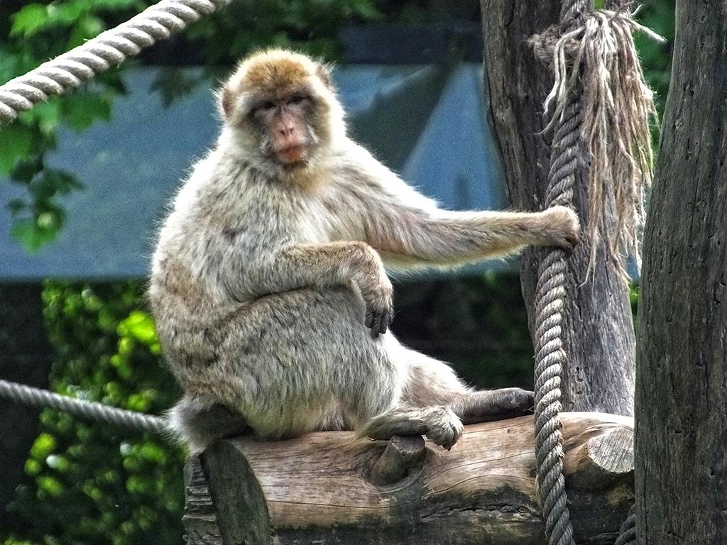 Gardasee, Safaripark