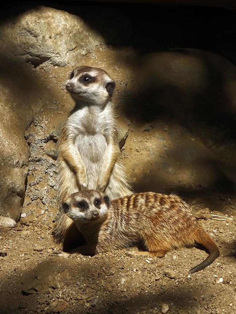 Vogelpark Turnersee