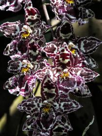 Schloß Trauttmansdorff, Orchideen