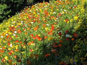 Schloß Trauttmansdorff, Blumenwiese
