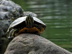Gardasee, Safaripark