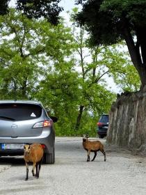 Gardasee, Safaripark