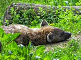 Gardasee, Safaripark