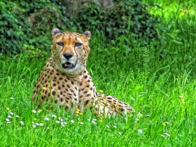 Gardasee, Safaripark