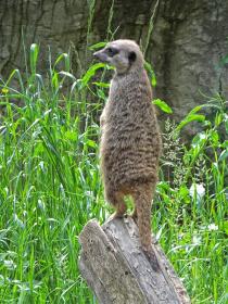 Gardasee, Safaripark