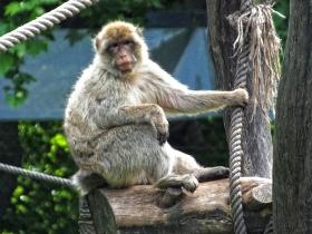 Gardasee, Safaripark