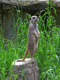 Gardasee, Safaripark