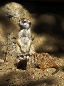 Vogelpark Turnersee