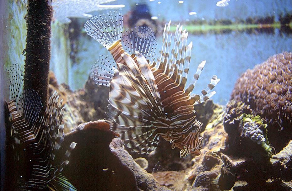 Fische im roten Meer