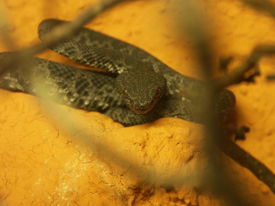 Schlange im Nock Reptilienzoo