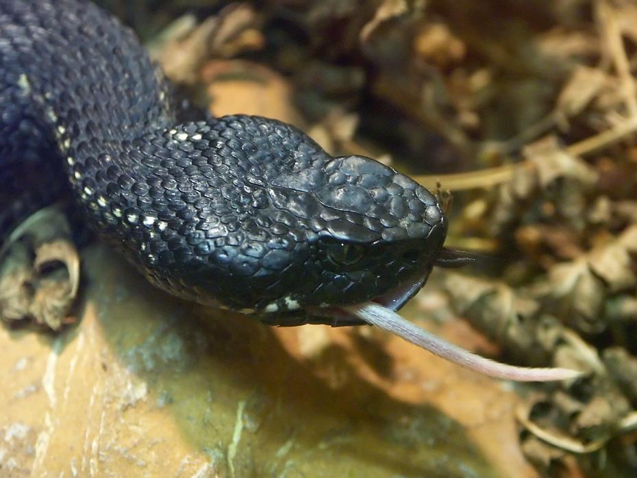 Schlange (und Maus) im Nock Reptilienzoo