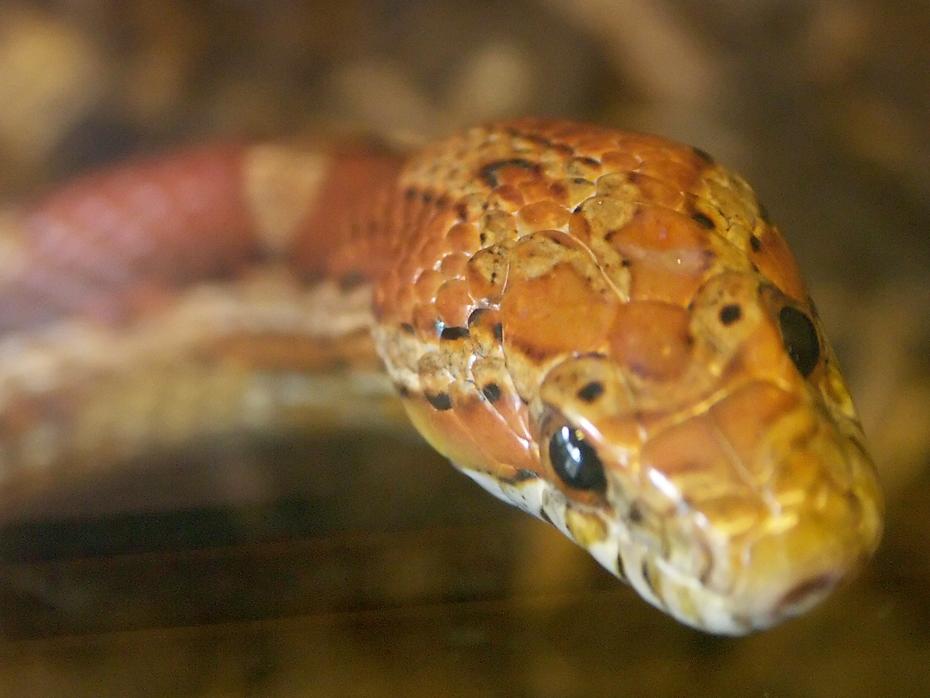 Schlange im Nock Reptilienzoo glupscht mich an