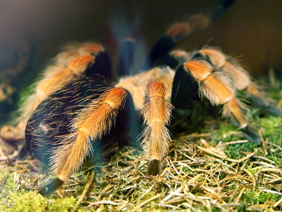Spinne im Nock Reptilienzoo