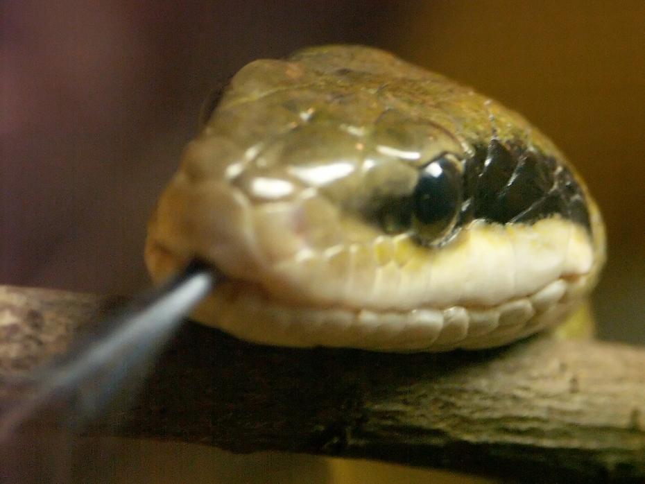 Schlange im Nock Reptilienzoo