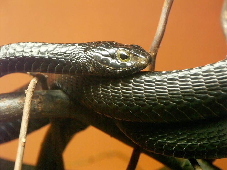 und noch eine Schlange im Nock Reptilienzoo