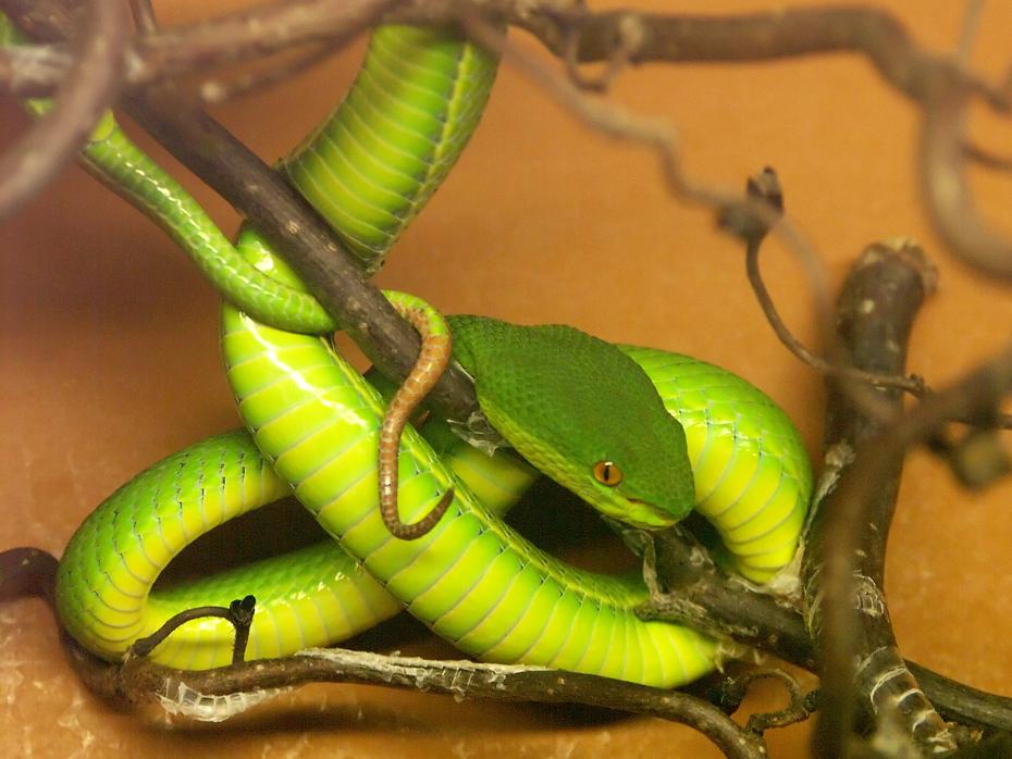Schlange im Nock Reptilienzoo
