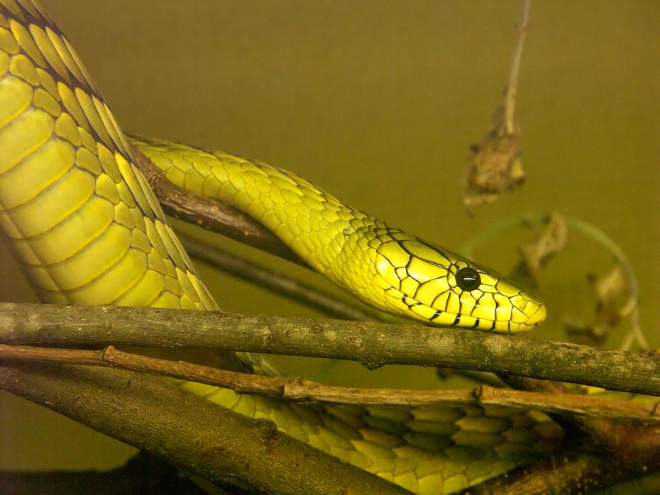 Schlange im Nock Reptilienzoo