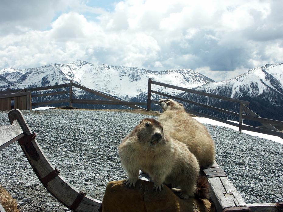 komische Tiere an der Nockalm Panoramastraße
