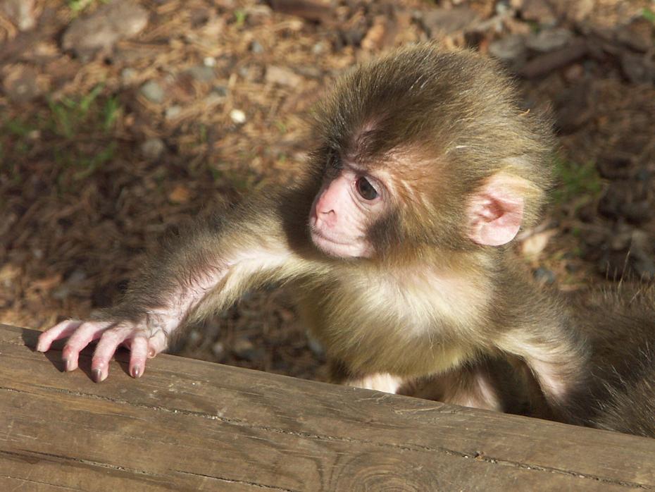 Japanmakakenbaby bei Landskron