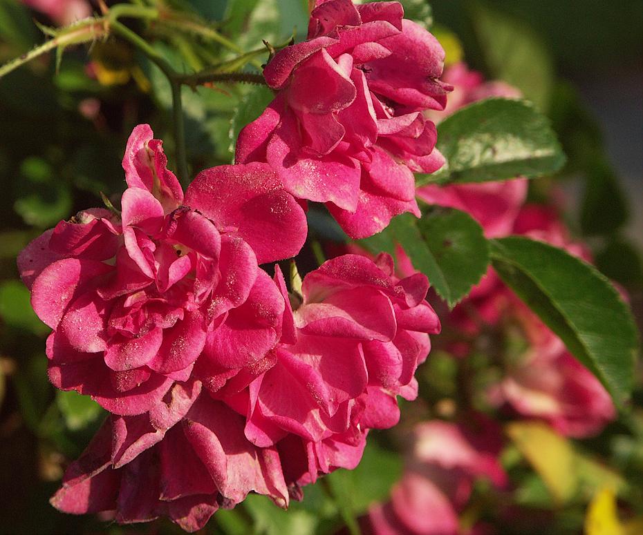 Blumen im Europapark