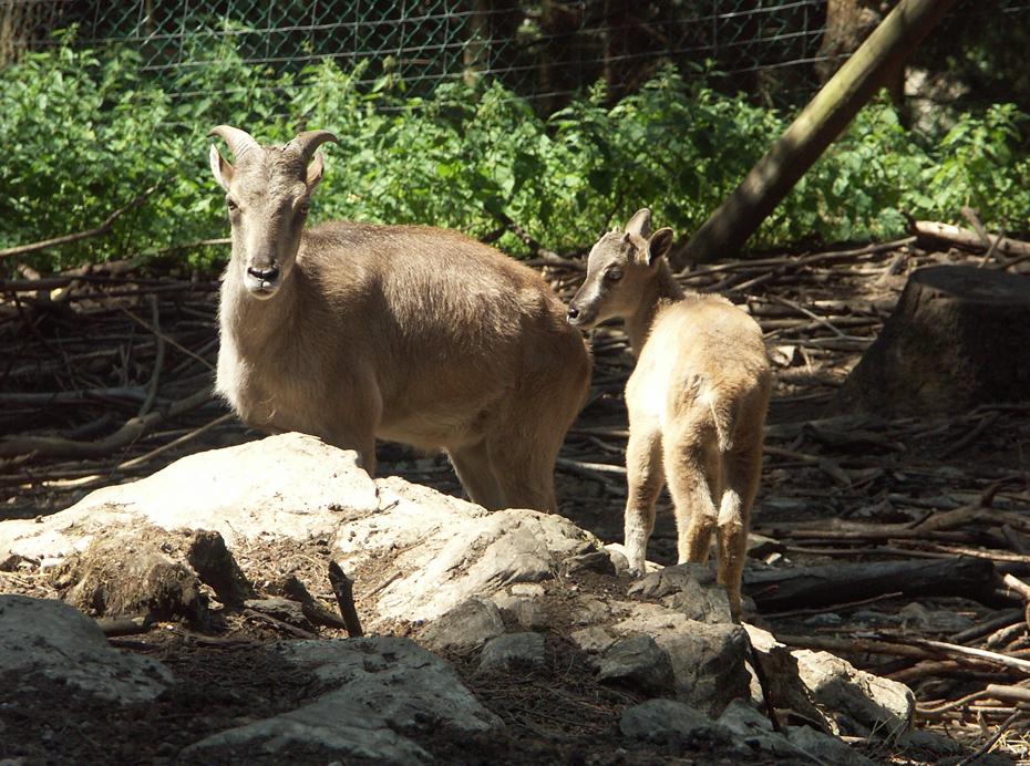 Himalaja-Tahr