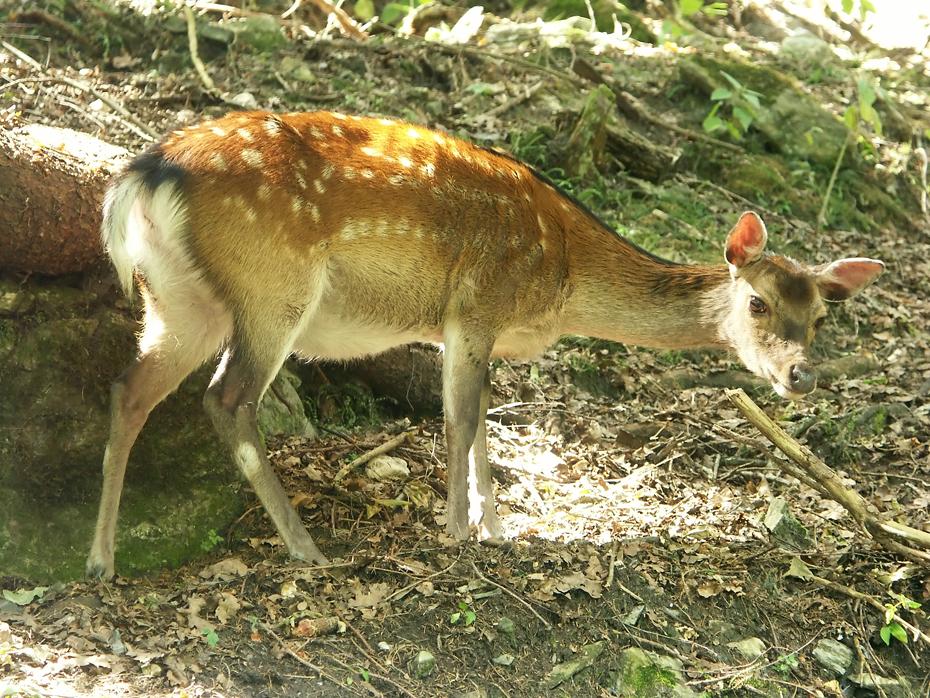 Rotwild