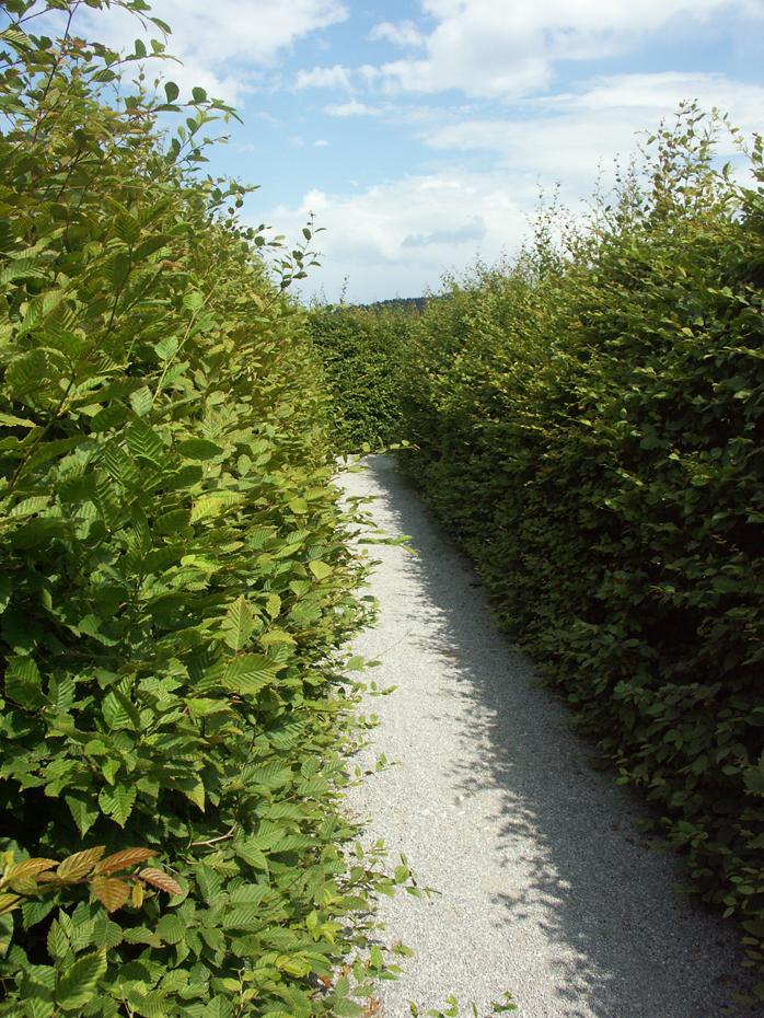 im Irrgarten Schloß Rossegg
