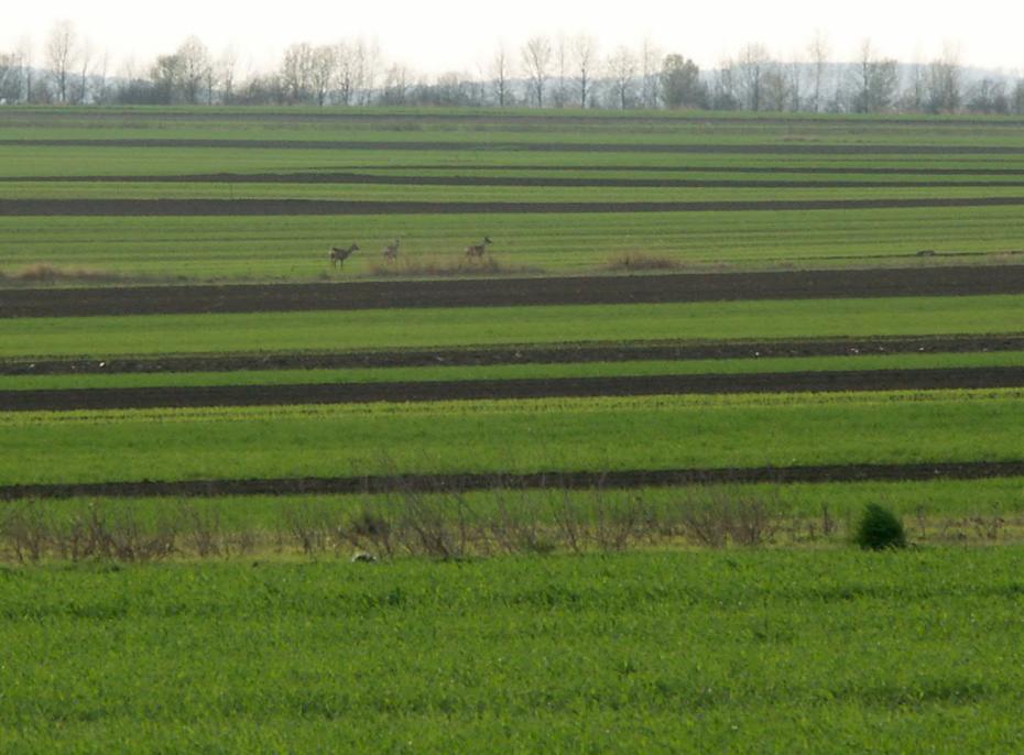 Rehe am Feld hinter dem Garten