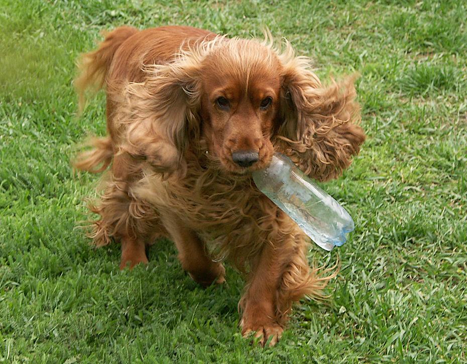 Leo mit Flasche im Trab