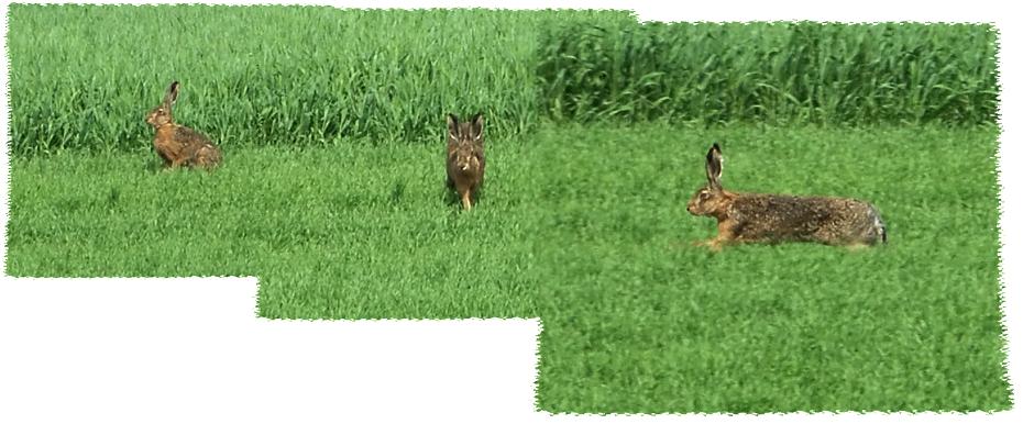 Die Hasenbegegnung