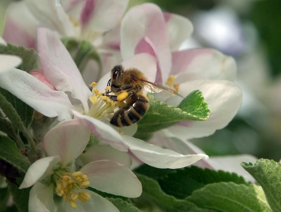 Apfelblüte mit Biene