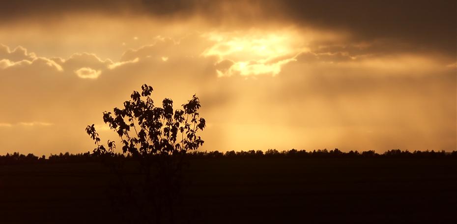 Sonne, Wolken und der Baum