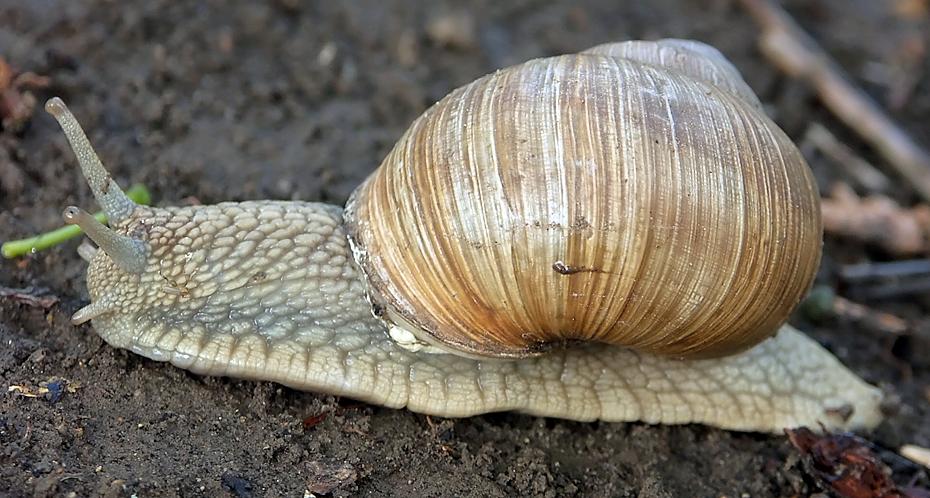Schnecke