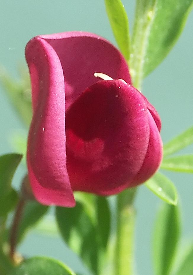 mein roter Ginster