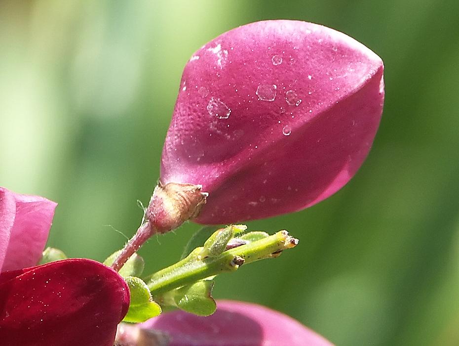 mein roter Ginster im Detail