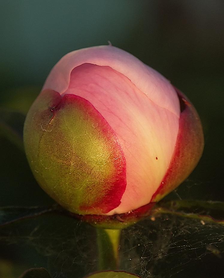Knopse einer Pfingstrose am Aufgehen