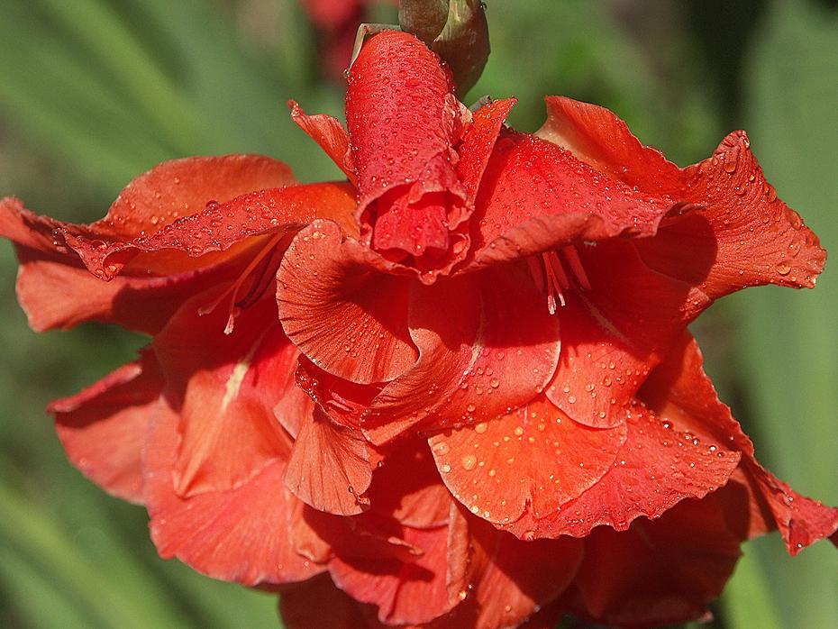 Gladiole voll aufgegangen
