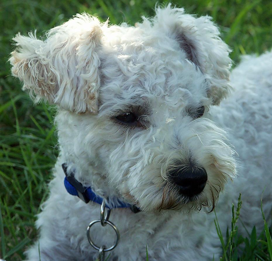 Gasthund Fluffy